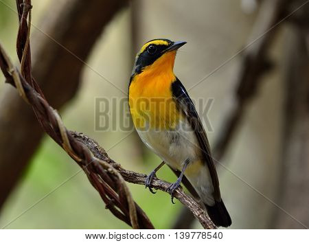Male of Narcissus Flycatcher (ficedula zanthopygia) the beautiful yellow with black and grey feathers perching on the vines