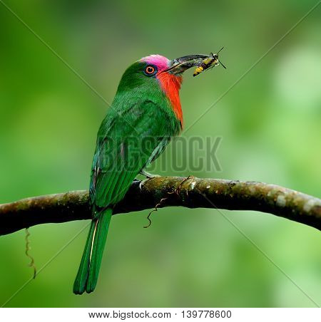 Male of Red-bearded bee-eater (Nyctyornis amictus) the beautiful green bird with red and pink mustache carrying rey in its long bills to feed the chicks in the nest hole