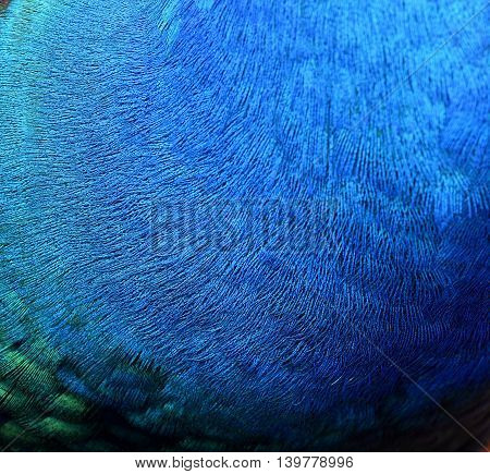 The Velvet  Blue Texture Of Indian Peacock Next Featers, The Beautiful Background