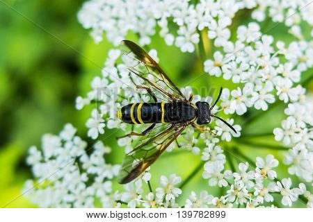 Wasp on a flower eating nectar. Insect with yellow and black abdomen and a sting. The world wildlife stinging insects.