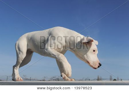 Štěně dogy Argentino