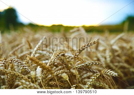 golden ripe ears of wheat ripened for harvest photo for micro-stock