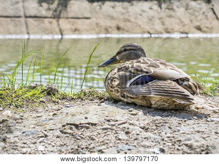 The wild duck is sitting near water