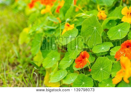 Beautiful Nasturtium Flowers Growing And Blooming In Garden