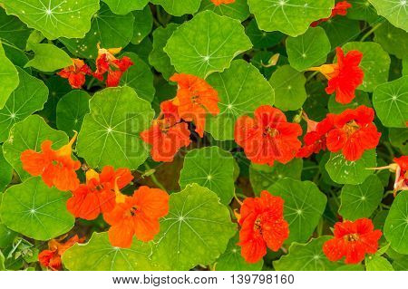 Beautiful Nasturtium Flowers Growing And Blooming In Garden