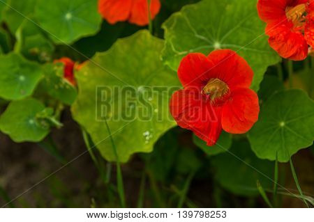Beautiful Nasturtium Flowers Growing And Blooming In Garden