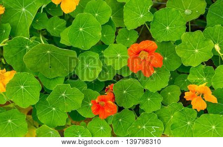 Beautiful Nasturtium Flowers Growing And Blooming In Garden