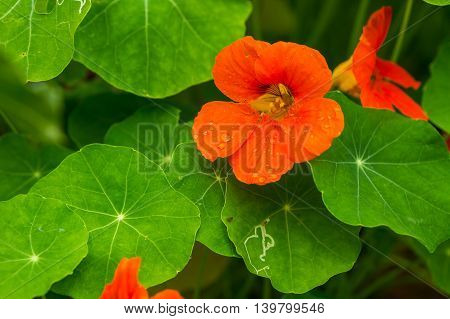 Beautiful Nasturtium Flowers Growing And Blooming In Garden