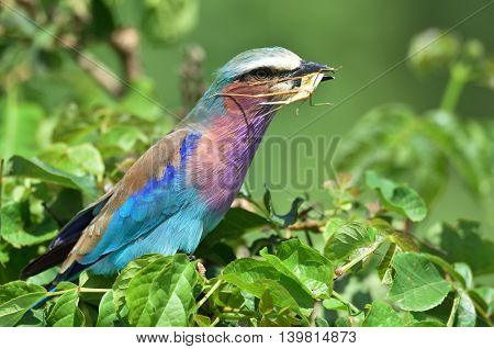 Lilac-breasted Roller (Coracias caudata) outdoor