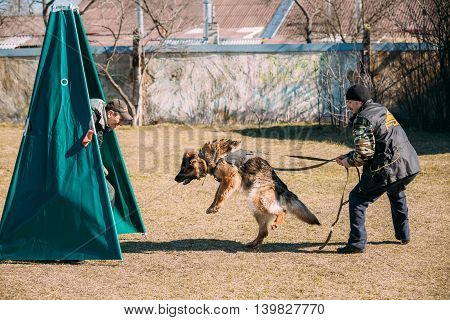 Gomel, Belarus - March 27, 2016: German shepherd dog training. Biting dog. Alsatian Wolf Dog. Deutscher, dog