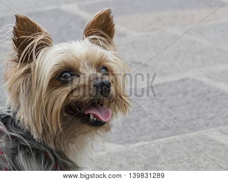 Shitzu Dog
