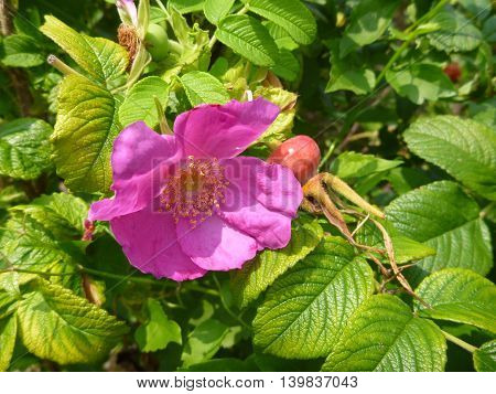 Beautiful Pink Blosomming Rose Hip