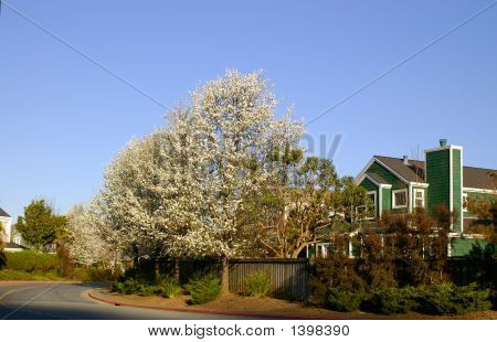 California House i foråret