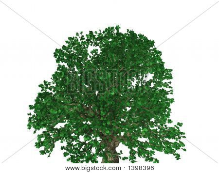 Oakfull
