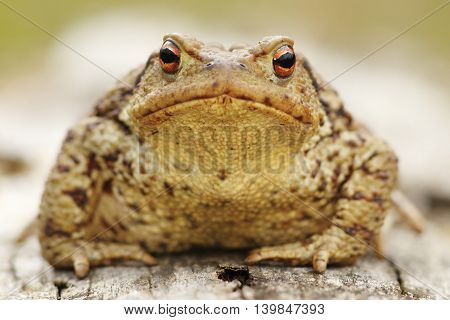 portrait of common toad ( Bufo bufo macro image )