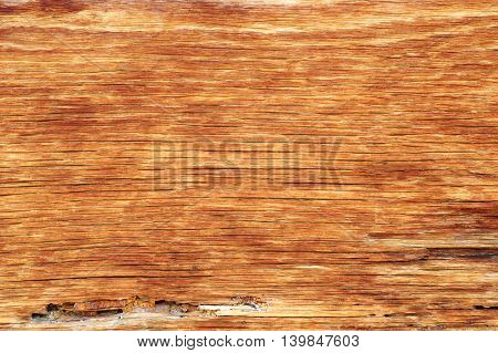 old oak plank texture ready for your design (Quercus robur)