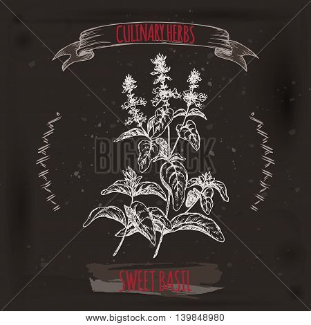 Ocimum basilicum aka Sweet basil vector hand drawn sketch placed on black grunge background. Culinary herbs collection. Great for cooking, medical, gardening design.