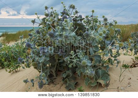 Sea holly (Eryngium maritimum) at a dune in France