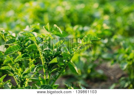 Close-Up View Of The Green Vernal Sprouts Of Potato Plant Or Solanum Tuberosum Growing On Plantation In Sunny Spring Summer.