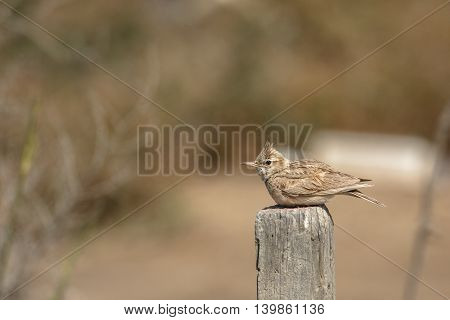 Crested Lark or Galerida Cristata in a farm in Bahrain