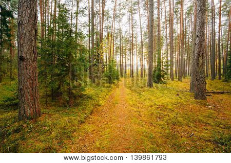 Winding Path Lane Walkway Way Through Beautiful Coniferous Autumn Forest. Nobody. Autumn Nature Landscape In  The Berezinsky Biosphere Reserve.