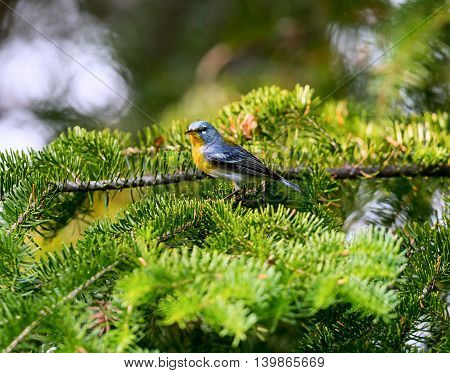 A small warbler of the upper canopy, the Northern Parula can be found in boreal forests of Quebec. It nests in Canada in June and July and after returns south to spend the winter.