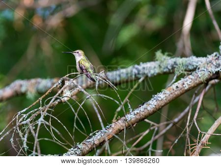 Ruby Throated Humming bird in a boreal forest in Northern Quebec after its long migration north. Very small hummingbirds with a lot of fight to do the long trip from the south.