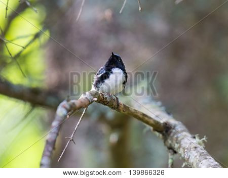 The Black Throated Blue Warbler is a handsome and familiar warbler of the northern forests. It migrates to the boreal forests of Quebec Canada in summer where it nests and returns south for the winter