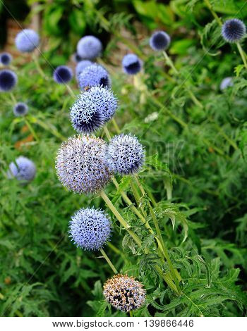 Echinops Flowers in full bloom against a vibrant natural green background