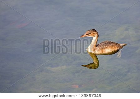 A Juvenile Little Grebe or Tachybaptus Ruficollis in a water park in Bahrain