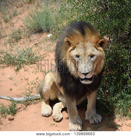 Male Lion, Namibia