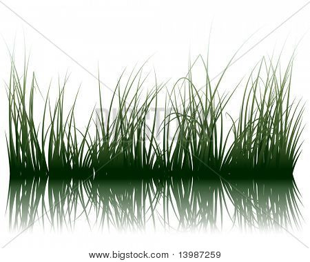 Vector gras silhouetten achtergrond met weerspiegeling in water. Alle objecten worden gescheiden.