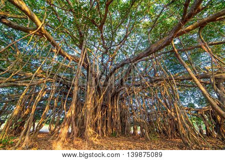 Tree of Life, Amazing Banyan Tree.
