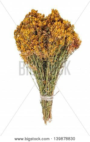 Tutsan flowers dried isolated on white background