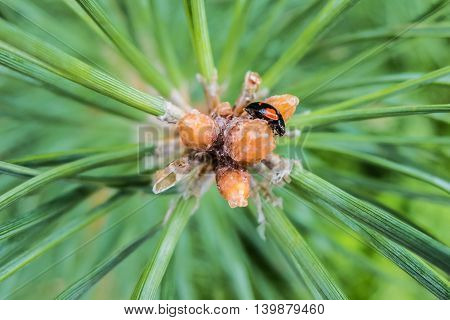 Fir branch with drops of tree resin and beetle macro shot. Pine resin on the needles. Details of the nature spruce forests.