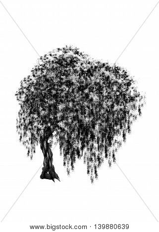 Willow. Drawing tree on white bacground. Black silhouette wood.