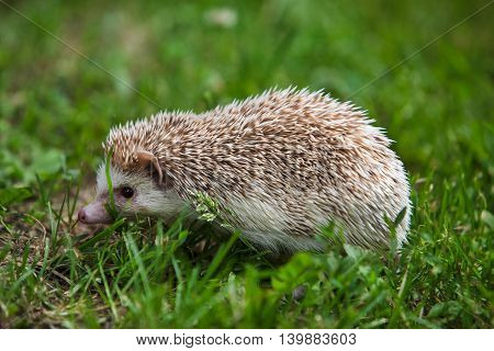 prickly hedgehog in the green grass. close-up