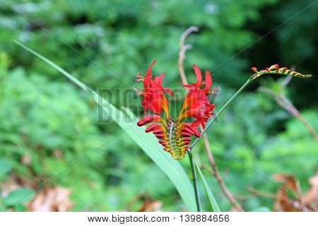 Red Crocosimia with de focused background selective focus