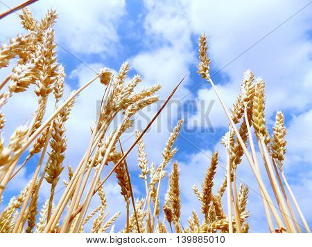Wheat field and partly cloudy sky during summer