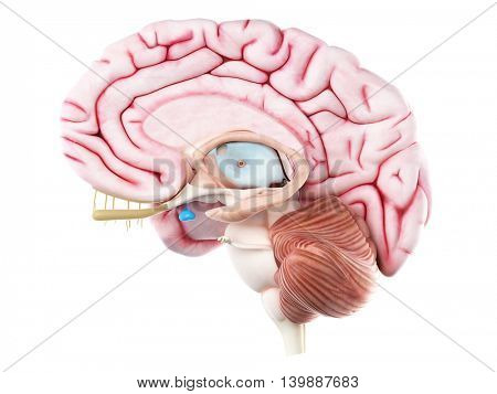 3d rendered medically accurate illustration of the pituitary gland