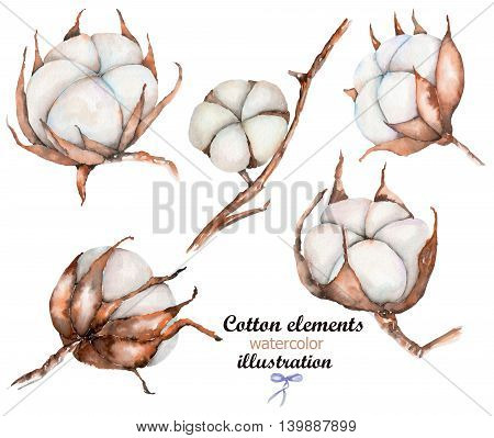 Collection of illustrations of watercolor cotton flowers, hand drawn isolated on a white background