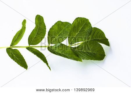 green fresh leaf on a white background isolated