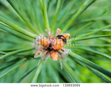 Fir branch with drops of tree resin and beetle. 