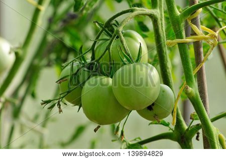 Tomato, or tomato - annual or perennial herbaceous plant species of the genus nightshade (Solanum) of the family Solanaceae. It is cultivated as a vegetable culture.