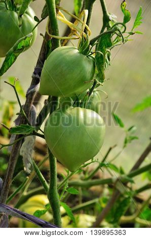 Tomato, or tomato - annual or perennial herbaceous plant species of the genus nightshade (Solanum) of the family Solanaceae. It is cultivated as a vegetable culture.