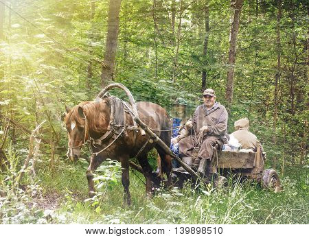 People in a cart with a horse in the forest. Life of Russian village.