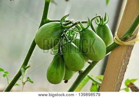 Tomato, or tomato - annual or perennial herbaceous plant species of the genus nightshade (Solanum) of the family Solanaceae. It is cultivated as a vegetable culture.