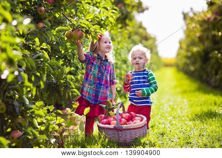 Child picking apples on a farm in autumn. Little girl and boy playing in apple tree orchard. Kids pick fruit in a basket. Toddler eating fruits at harvest. Outdoor fun for children. Healthy nutrition.