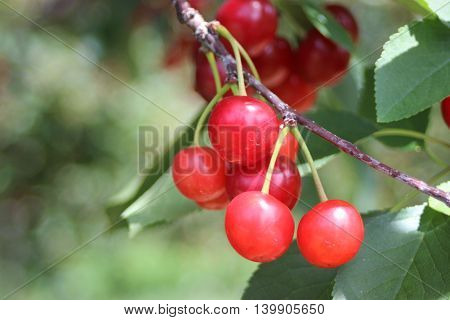 Sunny summer red cherries hanging from tree