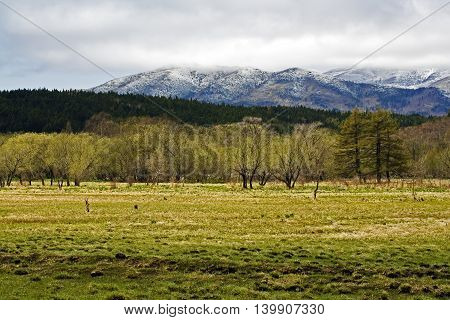 field with green grass in the background snow-capped mountains